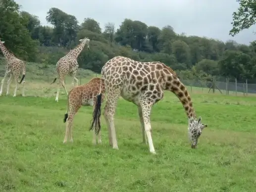 giraffe and baby