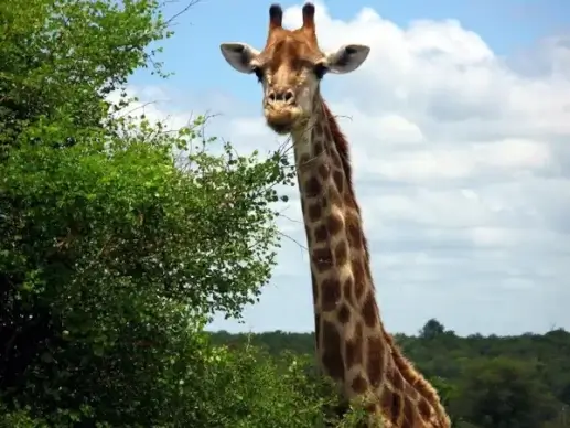 giraffe animal safari