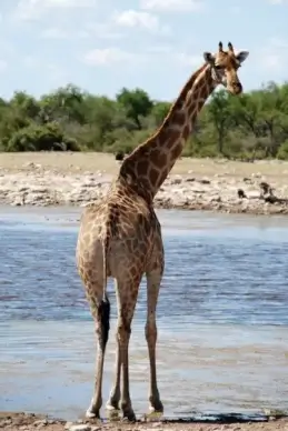 giraffe animal safari