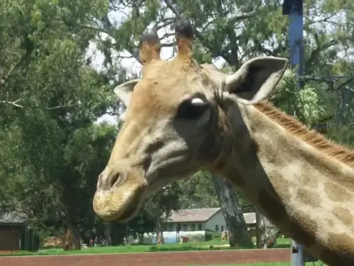 giraffe closeup