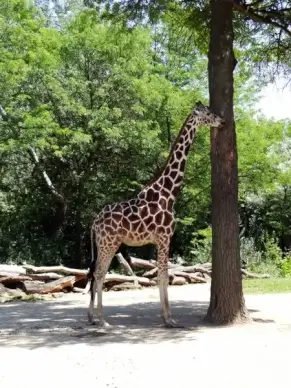 giraffe eating
