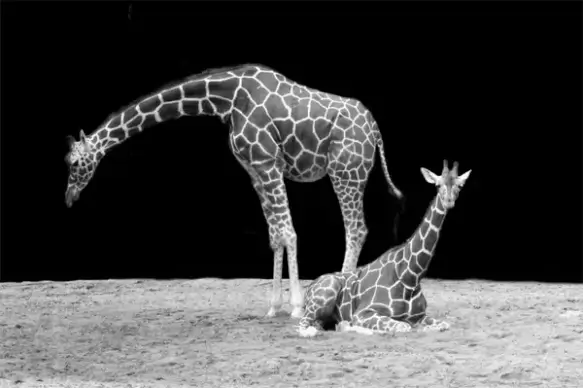 giraffe neck animal