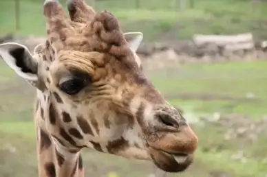 giraffe neck animal
