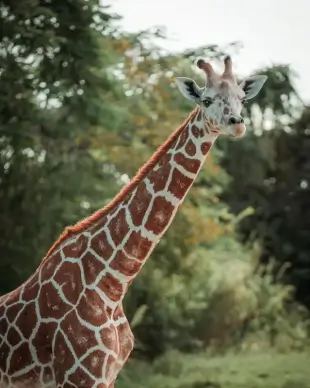 giraffe picture elegant modern realistic