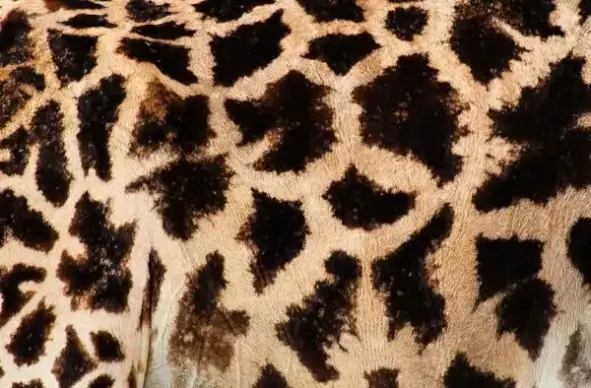 giraffe texture