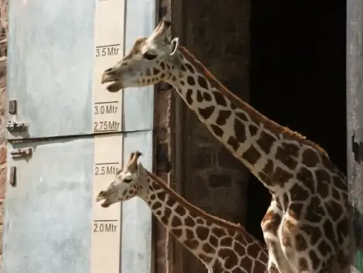 giraffe young tall