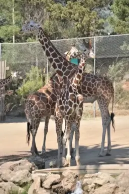 giraffe zoo safari