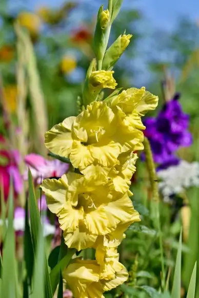 gladiolus flowers blossoms scene picture backdrop elegant bright closeup