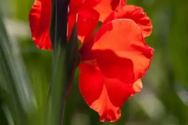 gladiolus sword flower iridaceae