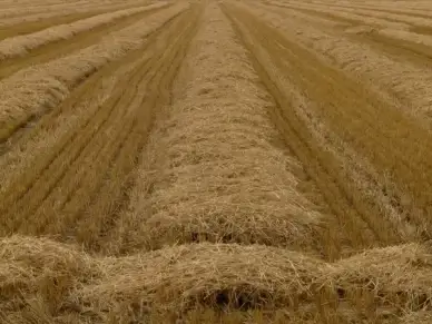 glean stubble harvest