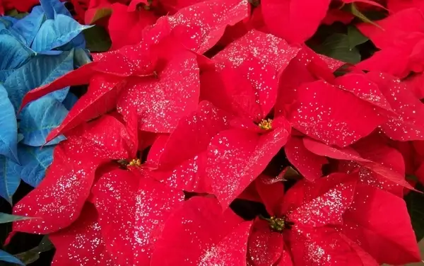 glittered poinsettias
