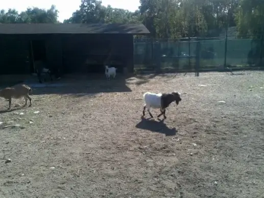goat animal