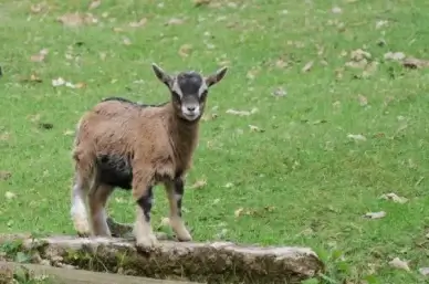 goat horns animal