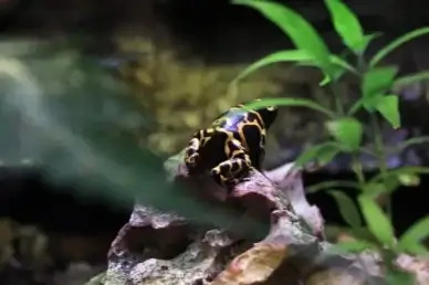 golden poison frog