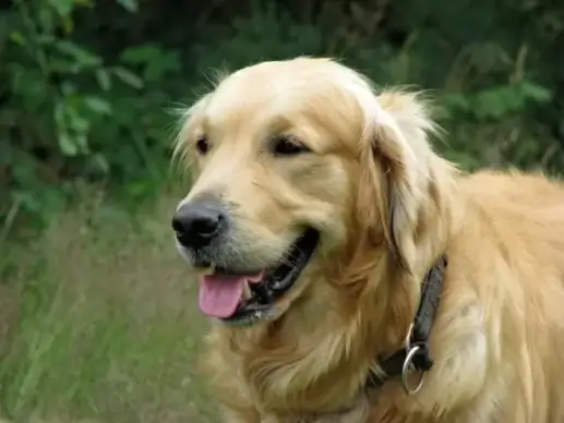golden retriever dog animal