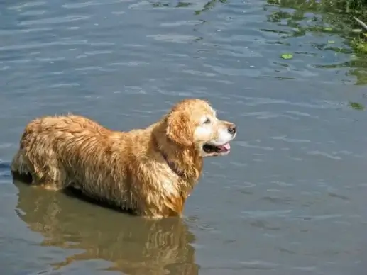 golden retriever retriever dog