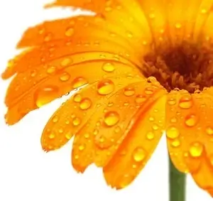golden yellow daisy picture
