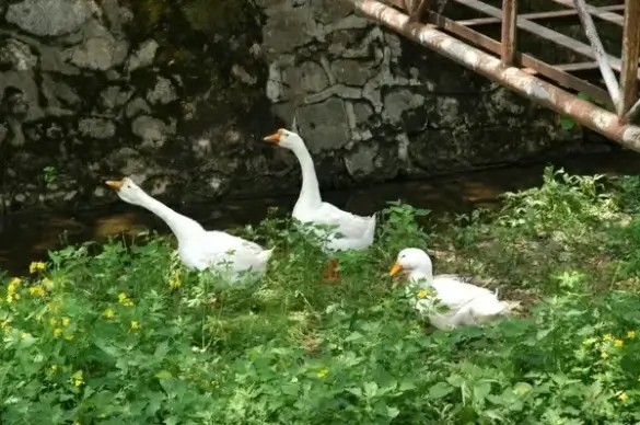 goose goose ducks