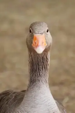 goose looking