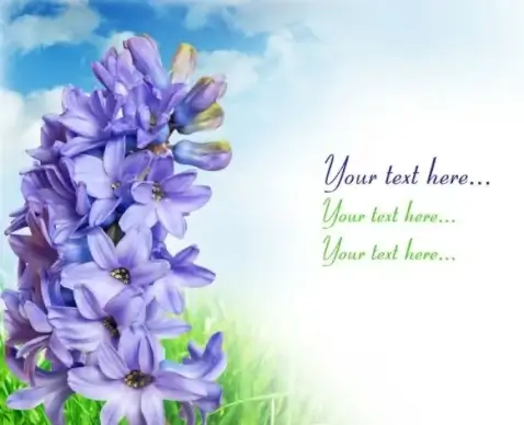gorgeous hyacinth 05 hd pictures