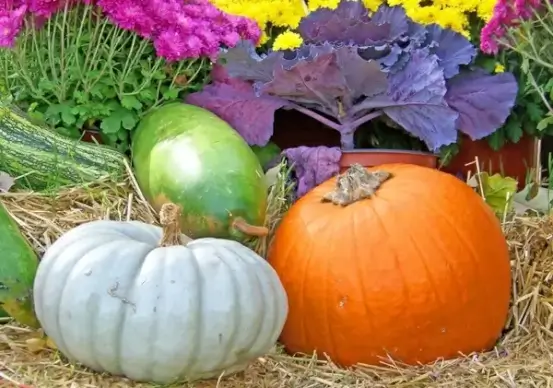 gourds and pumpkin