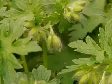 grand geranium cranesbill flower
