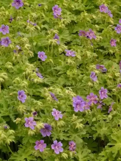 grand geranium cranesbill flower