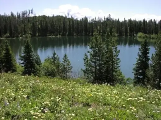grand teton national park wyoming forest