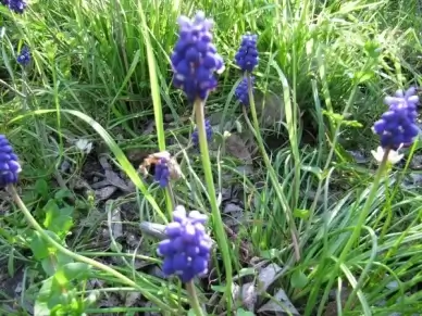 grape hyacinth mckinney texas march 28 2010