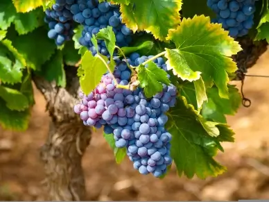 grape yard scenery picture elegant realistic