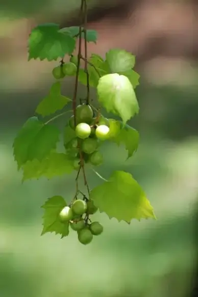 grapes