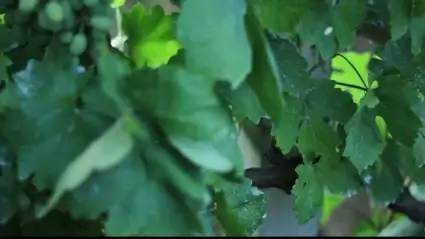 Grapes