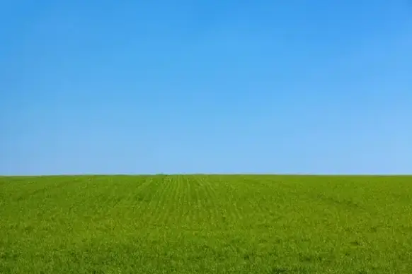 grass and the sky background