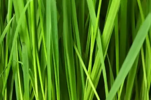 grass background