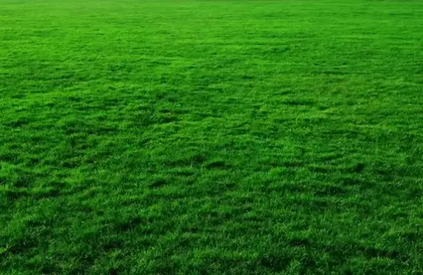 grass background