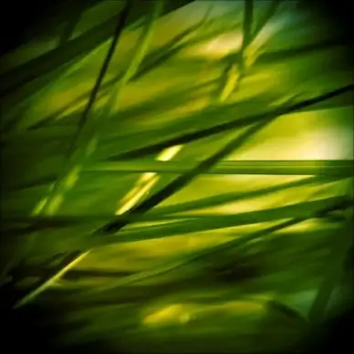 grass stone grasses
