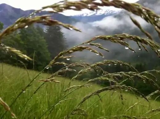 grasses meadow mountain meadow