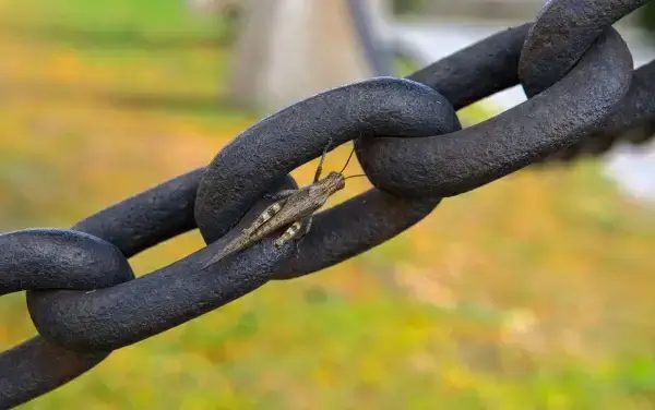 small grasshopper on big metallic chain