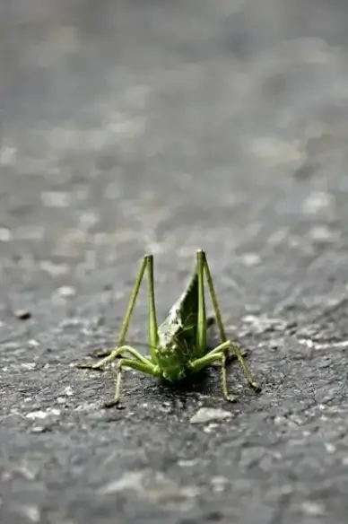 grasshopper insect green
