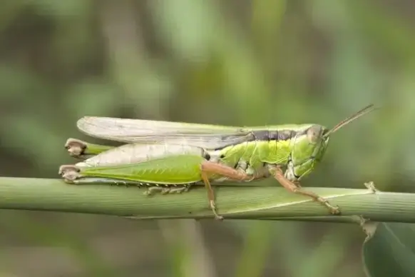 grasshopper migratory locust acrididae