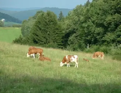 grazing cattle