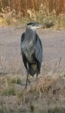 great blue heron