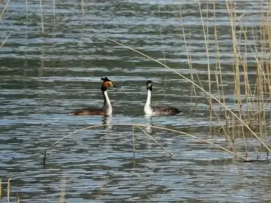 great crested grebe podiceps cristatus water bird