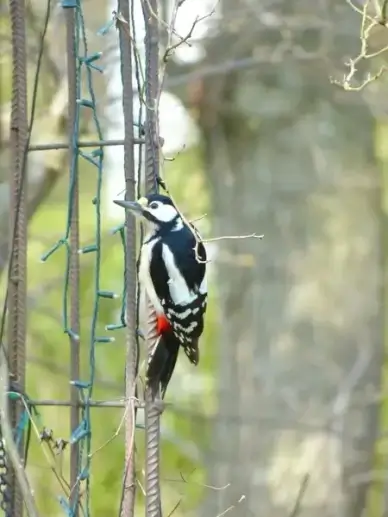 great spotted woodpecker dendrocopos major bird