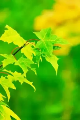 green and yellow leaves