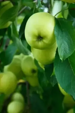 green apples on tree