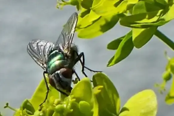 green bottle fly