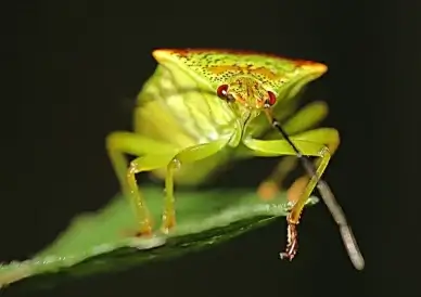 green bug