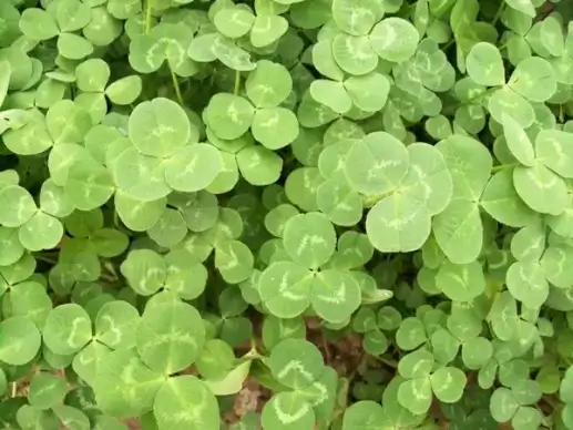 green clover