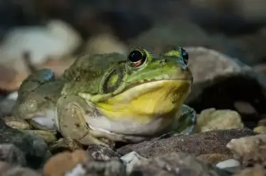 green frog